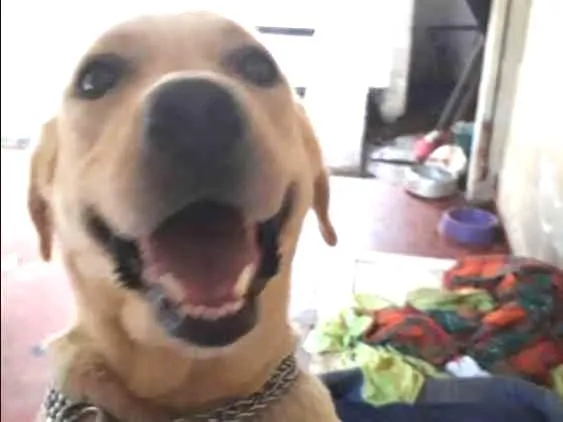 Cachorro ra a Labrador idade 3 anos nome Nina ( Labrador)