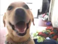 Nina ( Labrador)