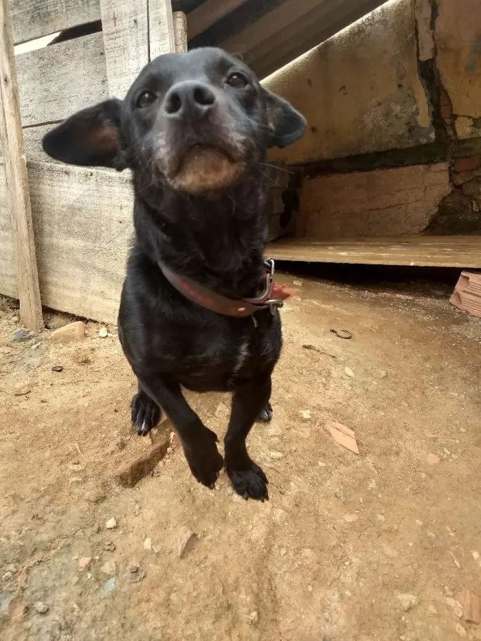 Cachorro ra a Não sei a raça  idade 5 anos nome Spayk