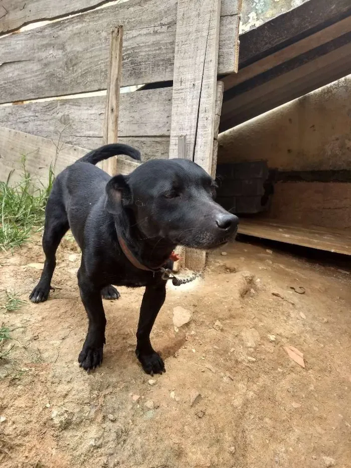 Cachorro ra a Não sei a raça  idade 5 anos nome Spayk