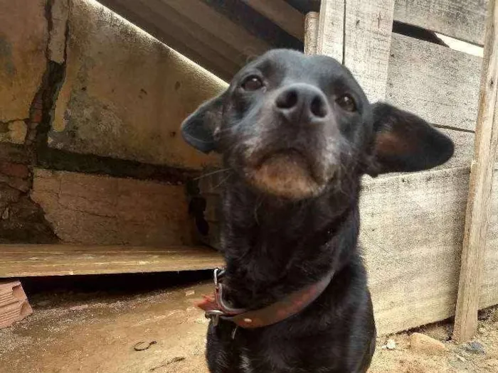 Cachorro ra a Não sei a raça  idade 5 anos nome Spayk