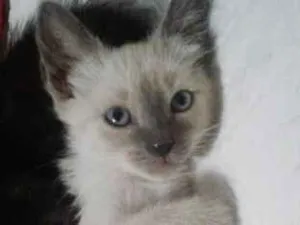 Gato raça SRD idade 2 a 6 meses nome Cindy 
