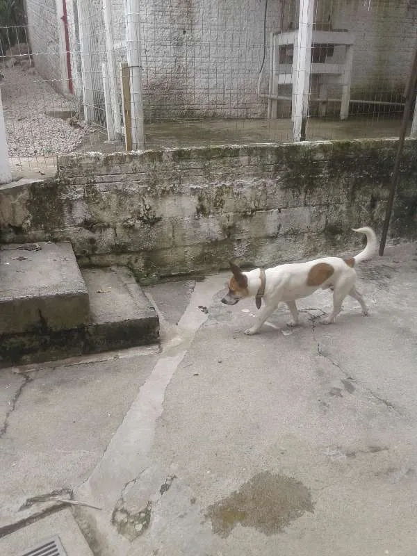Cachorro ra a viralata idade 1 ano nome scoob