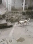 scoob