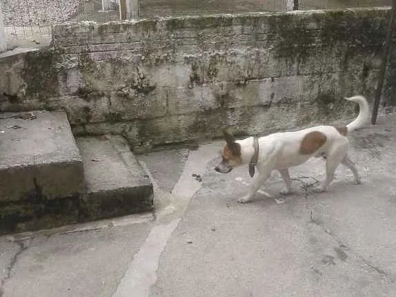 Cachorro ra a viralata idade 1 ano nome scoob