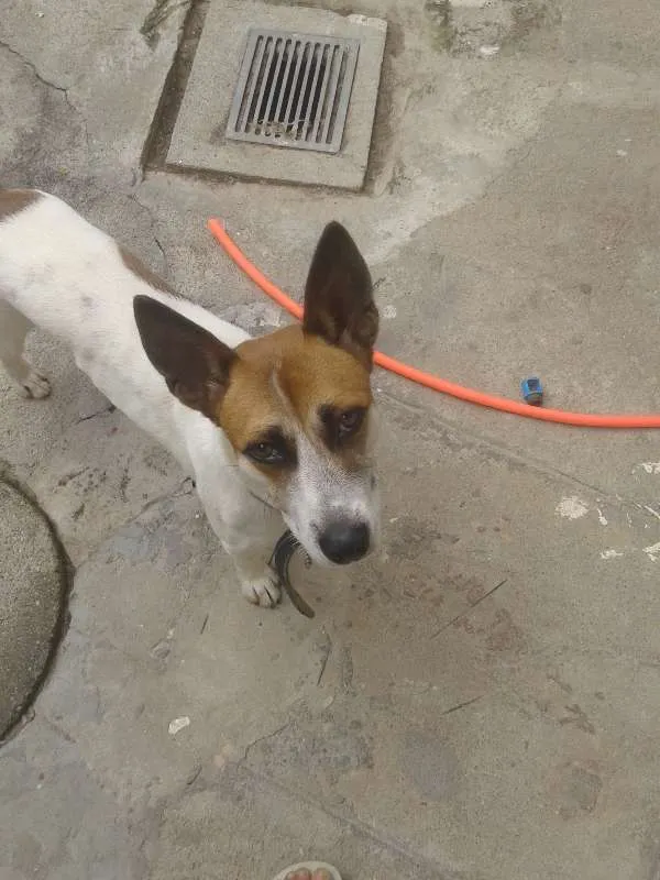 Cachorro ra a viralata idade 1 ano nome scoob