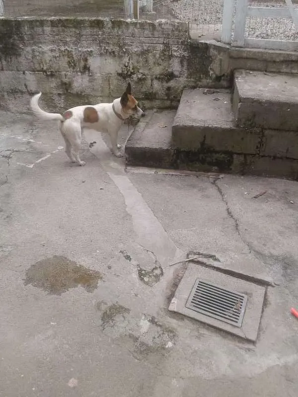 Cachorro ra a viralata idade 1 ano nome scoob