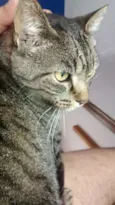 Mel