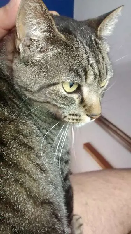 Gato raça Brazilian Short Hair Cinza idade 6 ou mais anos nome Mel