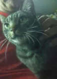 Mel