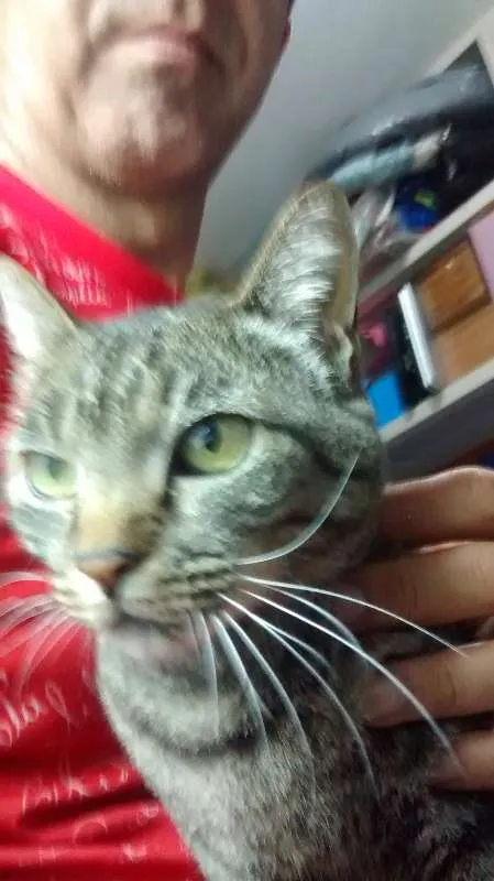 Gato raça Brazilian Short Hair Cinza idade 6 ou mais anos nome Mel