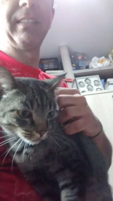 Gato raça Brazilian Short Hair Cinza idade 6 ou mais anos nome Mel