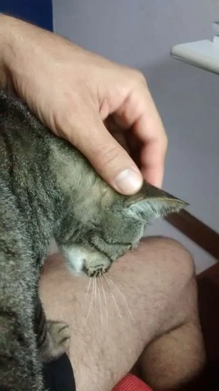 Gato raça Brazilian Short Hair Cinza idade 6 ou mais anos nome Mel