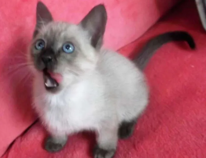 Gato ra a Siamês idade 2 a 6 meses nome Sem nome