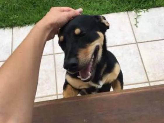 Cachorro ra a salsicha idade 7 a 11 meses nome Bartolomeu 