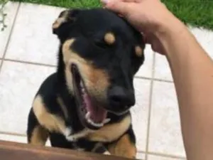 Cachorro raça salsicha idade 7 a 11 meses nome Bartolomeu 