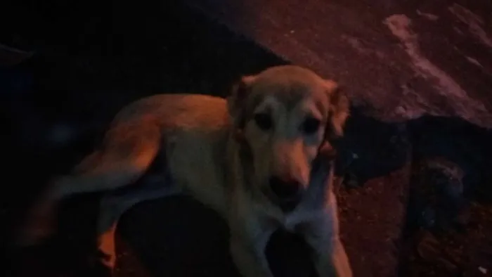 Cachorro raça Vira lata idade  nome Fred