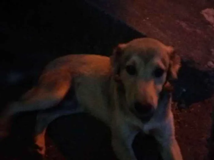 Cachorro raça Vira lata idade  nome Fred