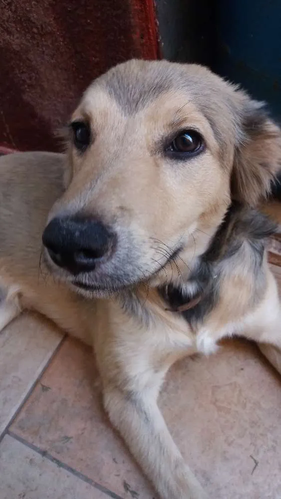 Cachorro raça Vira lata idade  nome Fred
