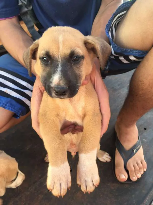 Cachorro ra a SRD idade 2 a 6 meses nome SEM NOME