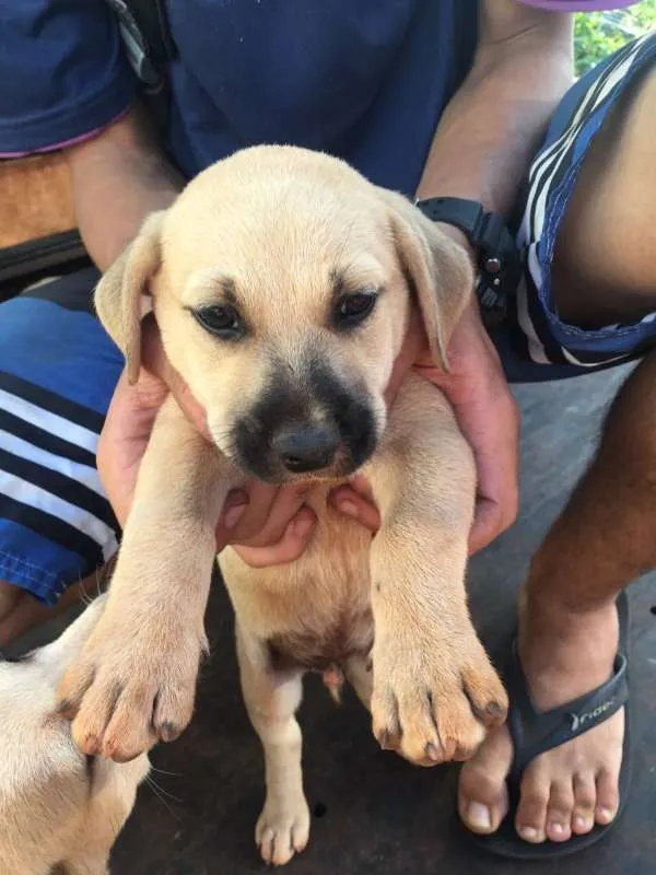Cachorro ra a SRD idade 2 a 6 meses nome SEM NOME
