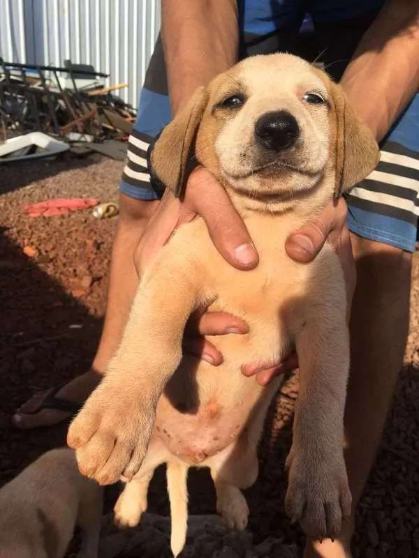 Cachorro ra a SRD idade 2 a 6 meses nome SEM NOME