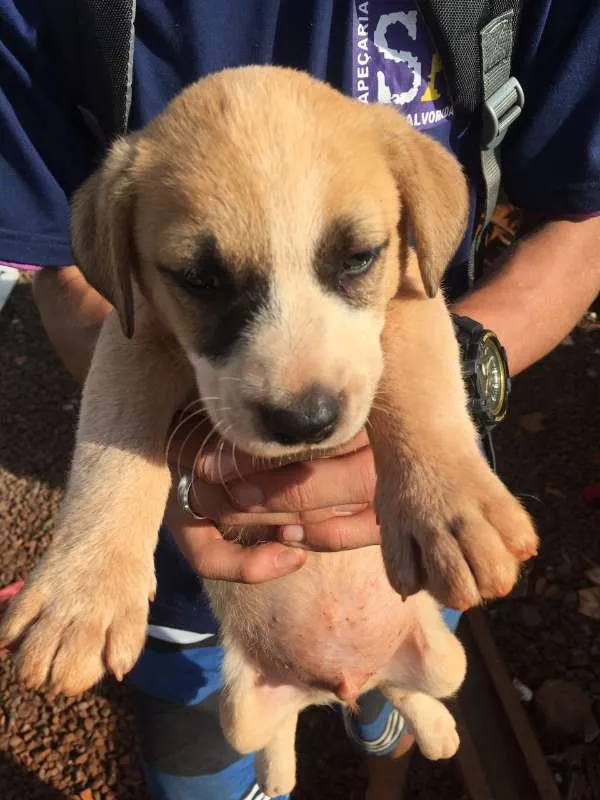 Cachorro ra a SRD idade 2 a 6 meses nome SEM NOME