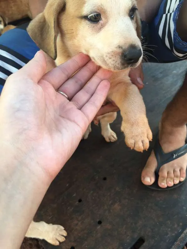 Cachorro ra a SRD idade 2 a 6 meses nome SEM NOME