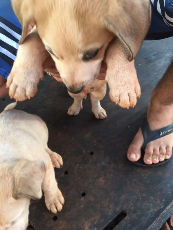 Cachorro ra a SRD idade 2 a 6 meses nome SEM NOME