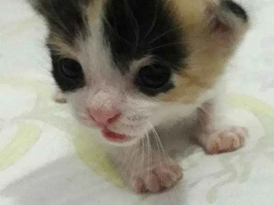 Gato raça Sem raça definida idade Abaixo de 2 meses nome Gatinhos filhotes
