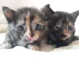 Gatinhos filhotes