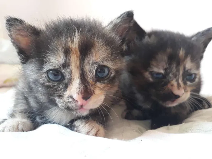 Gato raça Sem raça definida idade Abaixo de 2 meses nome Gatinhos filhotes