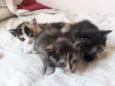 Gatinhos filhotes
