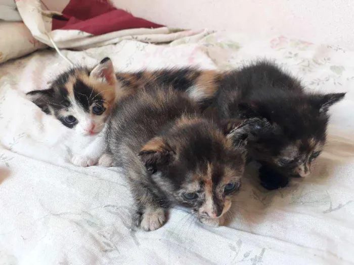 Gato raça Sem raça definida idade Abaixo de 2 meses nome Gatinhos filhotes