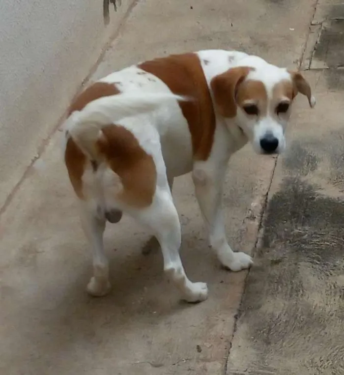 Cachorro ra a Vira Lata mestiço Beagle idade 6 ou mais anos nome Bob