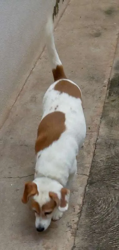 Cachorro ra a Vira Lata mestiço Beagle idade 6 ou mais anos nome Bob