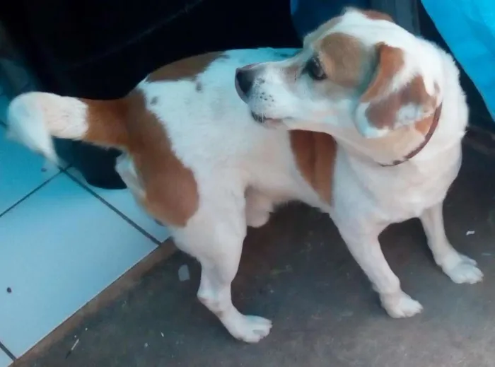 Cachorro ra a Vira Lata mestiço Beagle idade 6 ou mais anos nome Bob