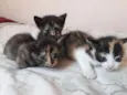 Gatinhos filhotes