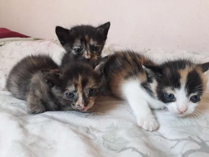 Gato raça Sem raça definida idade Abaixo de 2 meses nome Gatinhos filhotes
