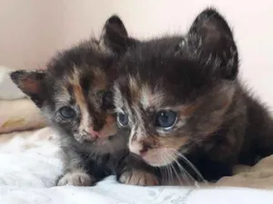 Gato raça Sem raça definida idade Abaixo de 2 meses nome Gatinhos filhotes