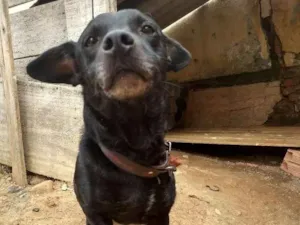 Cachorro raça Não sei a raça  idade 5 anos nome Spayk