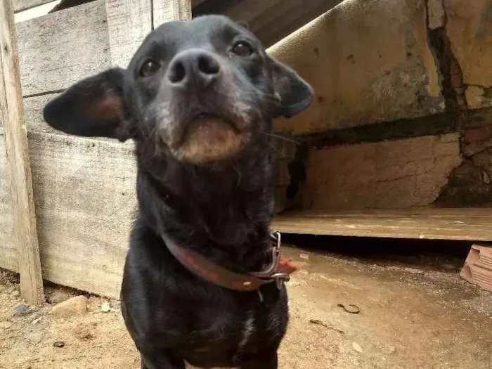 Cachorro ra a Não sei a raça  idade 5 anos nome Spayk