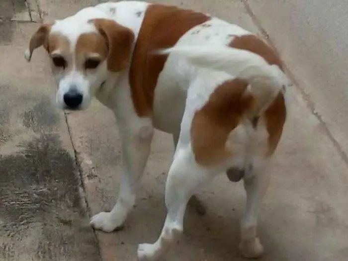 Cachorro ra a Vira Lata mestiço Beagle idade 6 ou mais anos nome Bob
