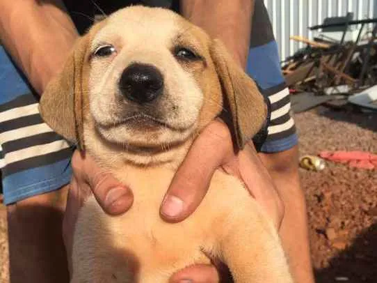 Cachorro ra a SRD idade 2 a 6 meses nome SEM NOME