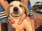 Cachorro raça SRD idade 2 a 6 meses nome SEM NOME