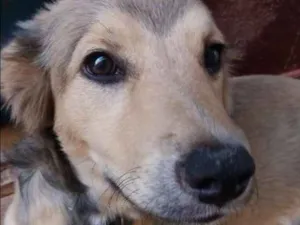 Cachorro raça Vira lata idade  nome Fred