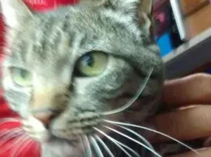 Gato raça Brazilian Short Hair Cinza idade 6 ou mais anos nome Mel