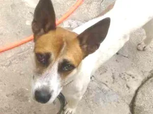 Cachorro raça viralata idade 1 ano nome scoob