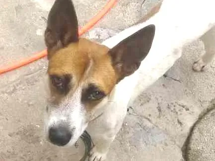 Cachorro ra a viralata idade 1 ano nome scoob