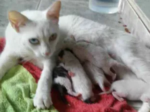 Gato raça indefinida  idade 1 ano nome branquinha 